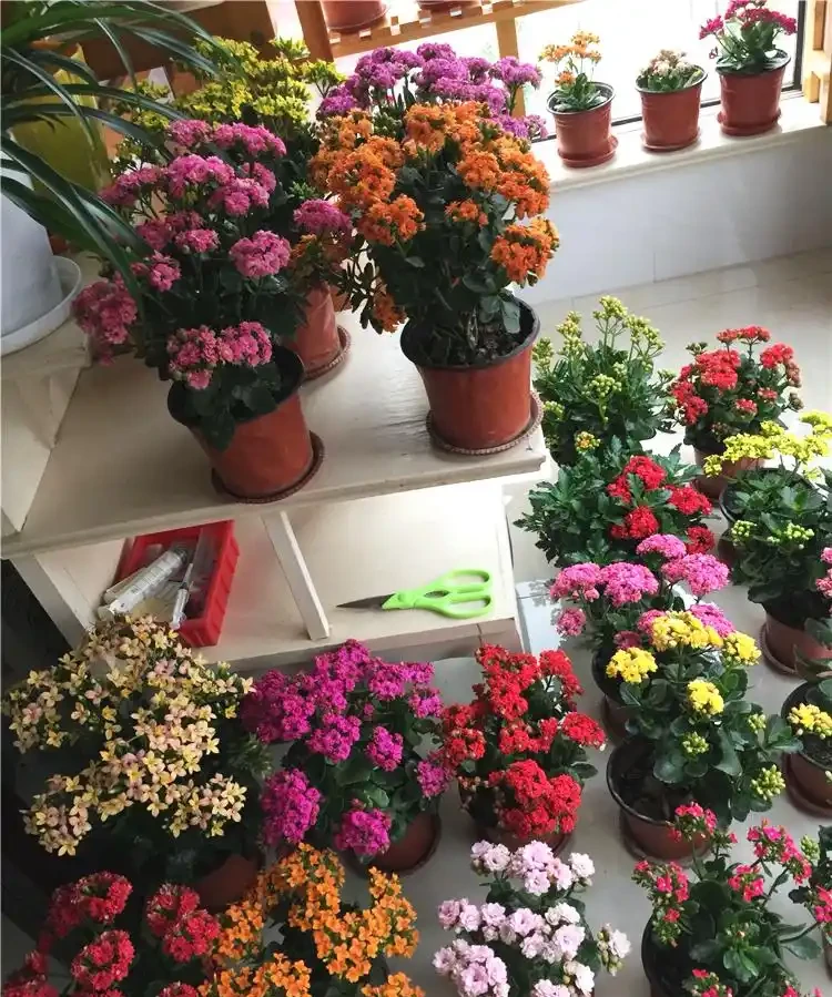 光聽名字就「好聽」的五種花，適合室內養，好養大氣，越養越舒心