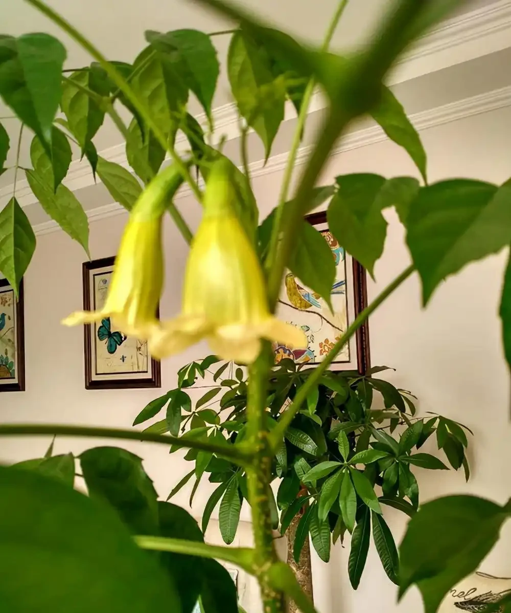 光聽名字就「好聽」的五種花，適合室內養，好養大氣，越養越舒心