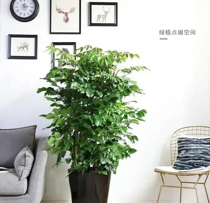 光聽名字就「好聽」的五種花，適合室內養，好養大氣，越養越舒心