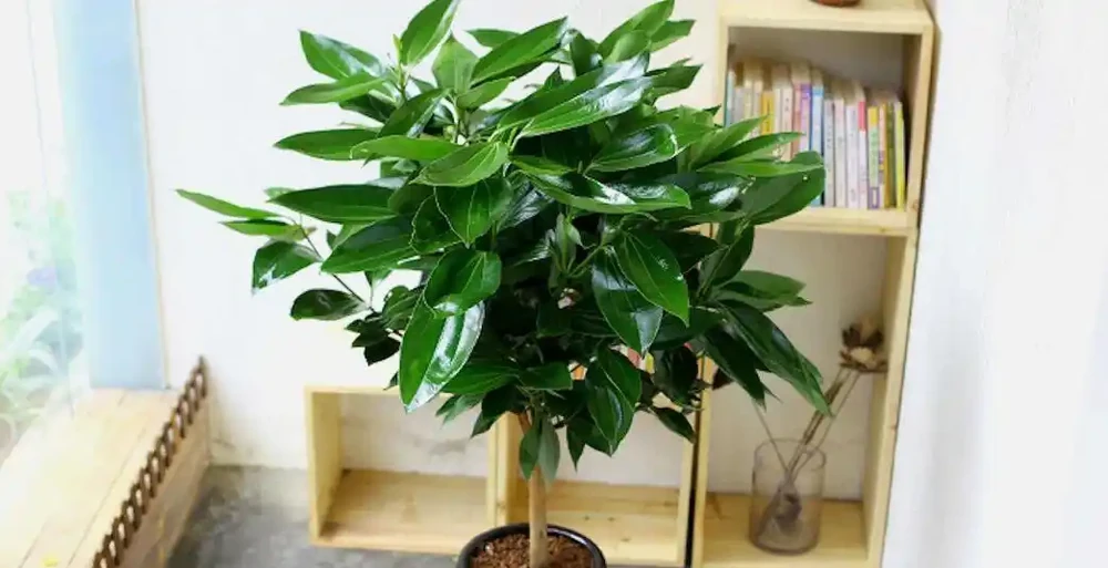 光聽名字就「好聽」的五種花，適合室內養，好養大氣，越養越舒心