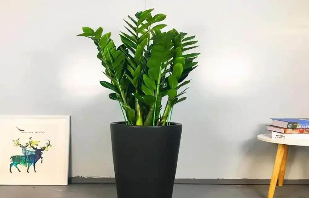 光聽名字就「好聽」的五種花，適合室內養，好養大氣，越養越舒心