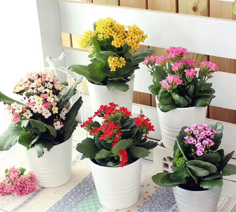 光聽名字就「好聽」的五種花，適合室內養，好養大氣，越養越舒心