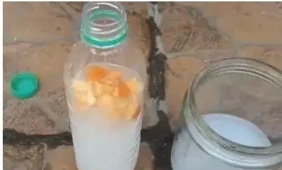 養花別踩雷!啤酒淘米水,用錯毀花招蟲