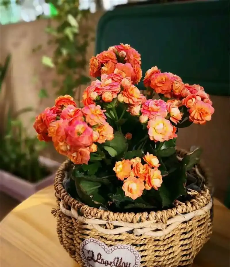 光聽名字就「好聽」的五種花，適合室內養，好養大氣，越養越舒心