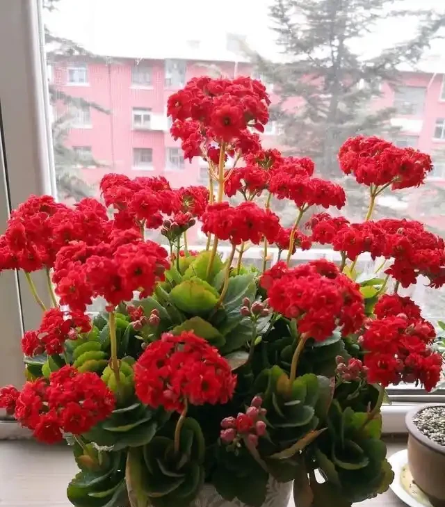 光聽名字就「好聽」的五種花，適合室內養，好養大氣，越養越舒心