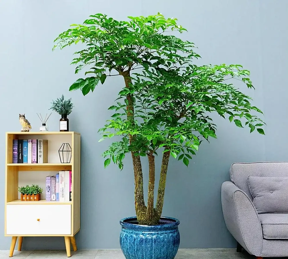 光聽名字就「好聽」的五種花，適合室內養，好養大氣，越養越舒心