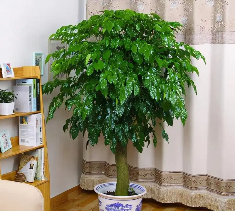 光聽名字就「好聽」的五種花，適合室內養，好養大氣，越養越舒心
