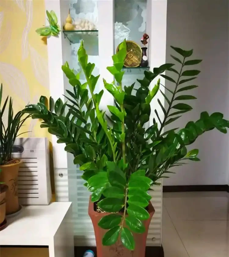 光聽名字就「好聽」的五種花，適合室內養，好養大氣，越養越舒心