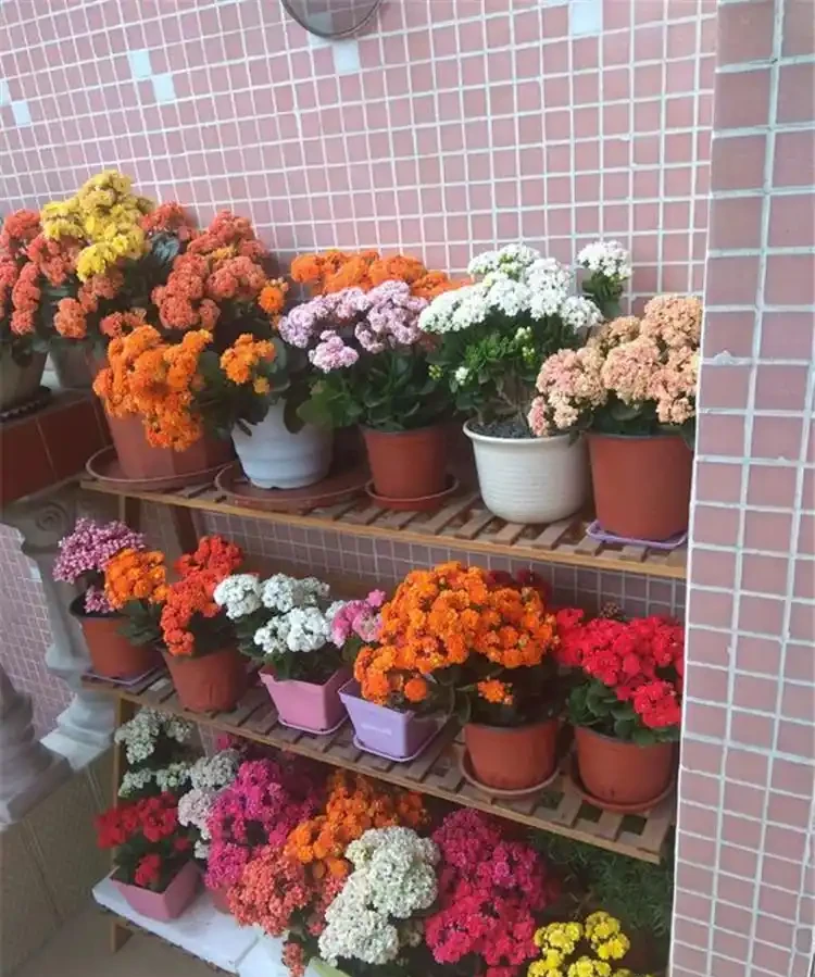 光聽名字就「好聽」的五種花，適合室內養，好養大氣，越養越舒心
