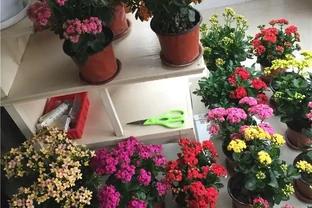 光聽名字就「好聽」的五種花，適合室內養，好養大氣，越養越舒心