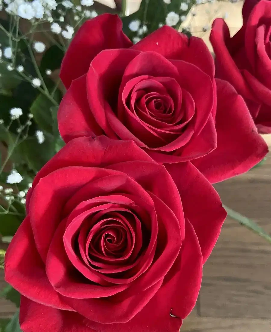 玫瑰花可以插枝嗎