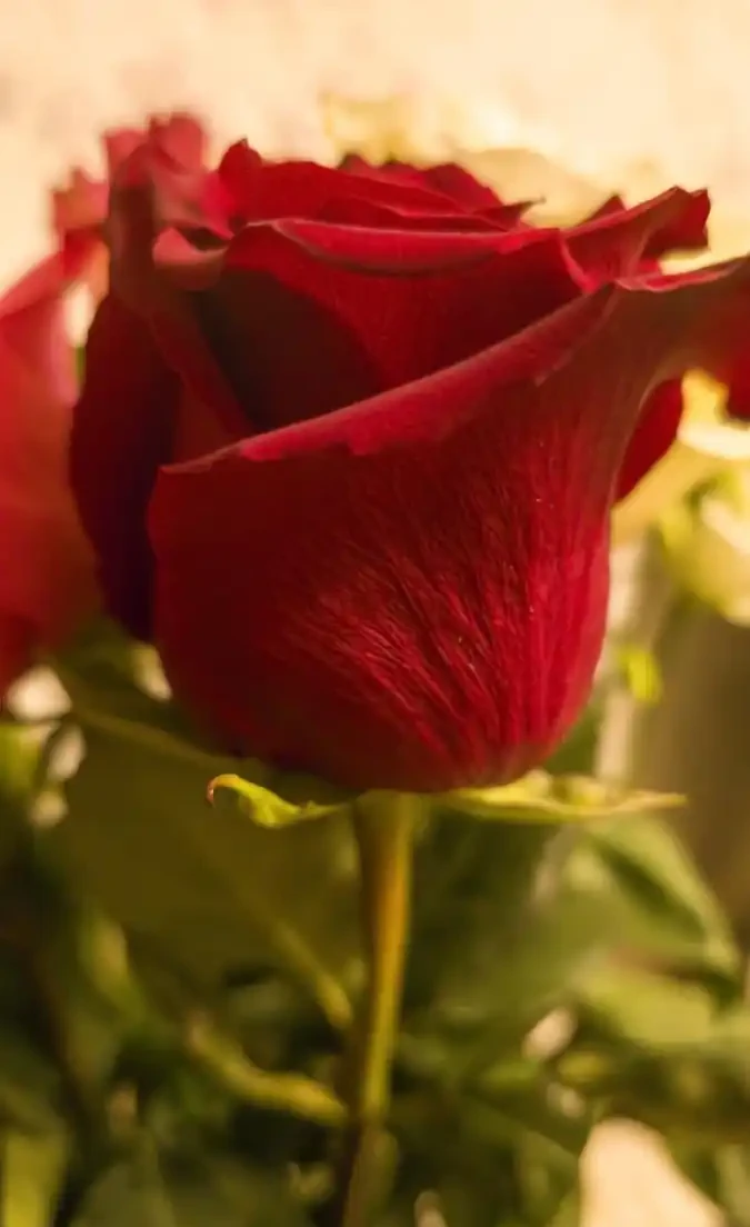 玫瑰花可以插枝嗎