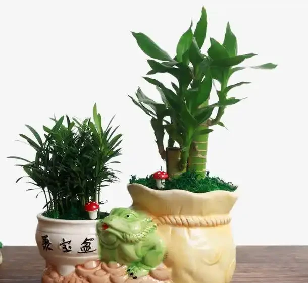 硫酸亞鐵適合哪些植物