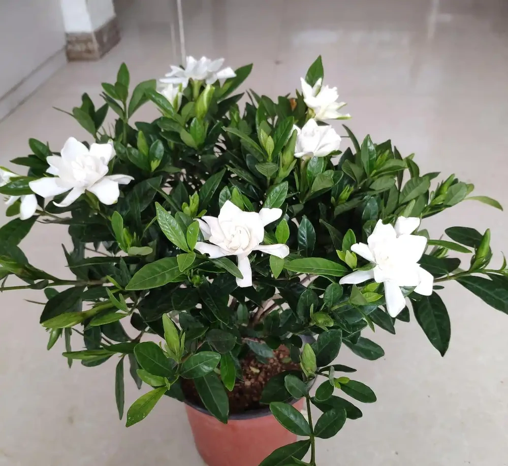 硫酸亞鐵適合哪些植物