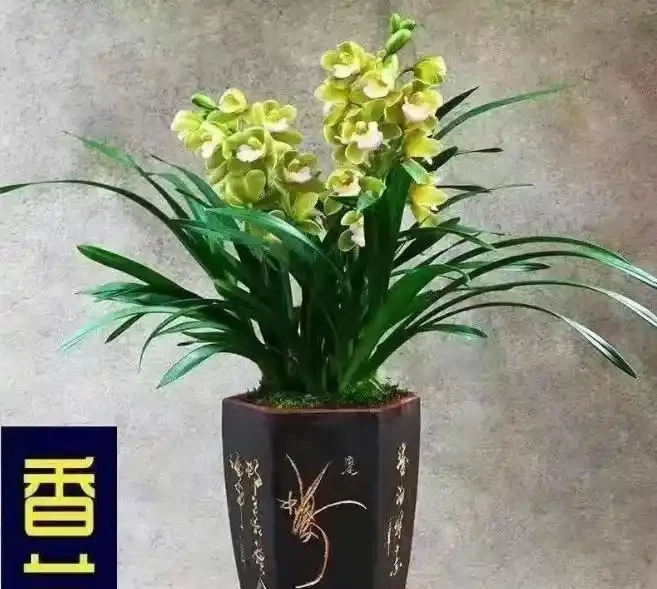 養花達人告訴你,十大最香的花都有哪些?