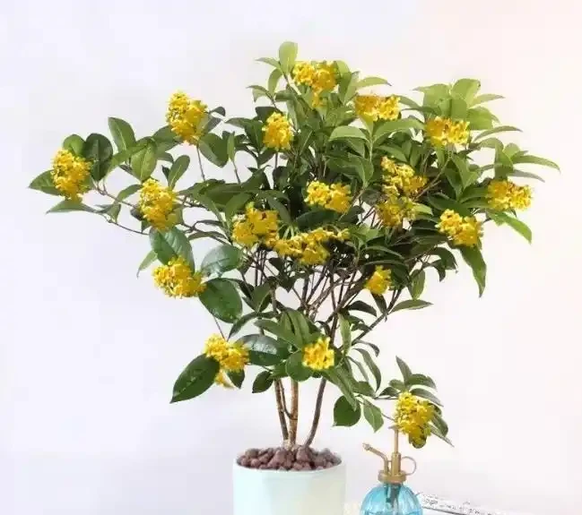養花達人告訴你,十大最香的花都有哪些?