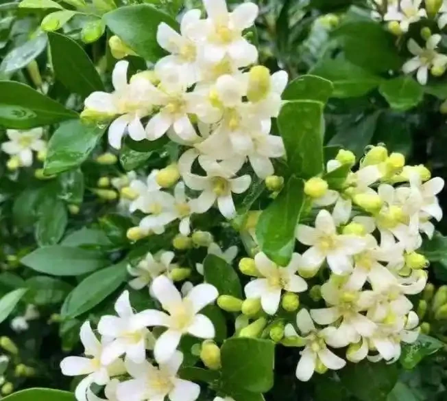 養花達人告訴你,十大最香的花都有哪些?