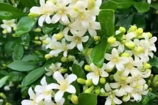 養花達人告訴你，十大最香的花都有哪些？
