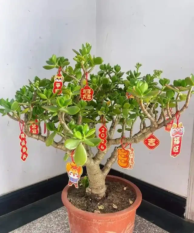 6種「安眠花」,夜間會製氧,再窮也養一盆,一覺睡到大天亮!
