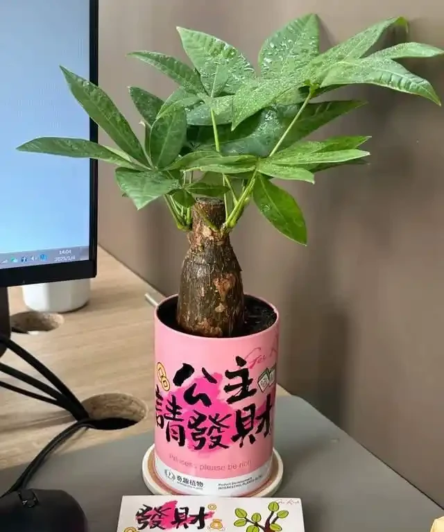 6種「安眠花」,夜間會製氧,再窮也養一盆,一覺睡到大天亮!