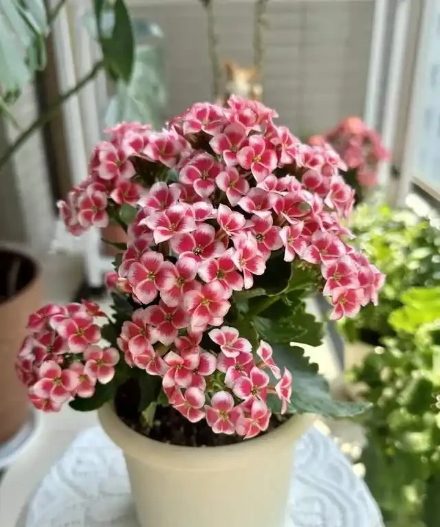 6種「安眠花」,夜間會製氧,再窮也養一盆,一覺睡到大天亮!