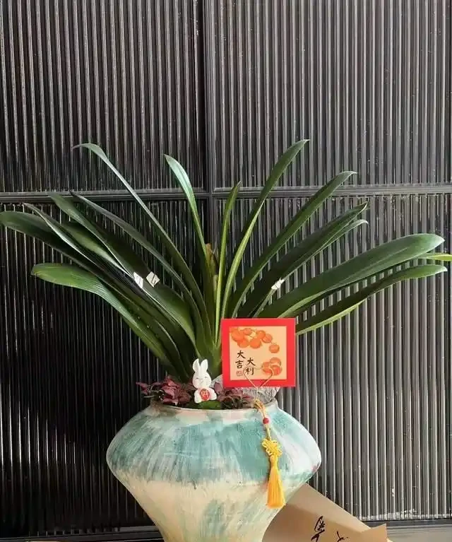 6種「安眠花」,夜間會製氧,再窮也養一盆,一覺睡到大天亮!