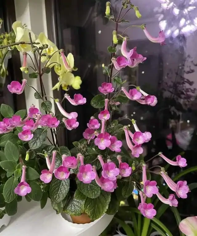 客廳就養這5種「耐陰花」,少光也能養出花海,饞哭鄰居!