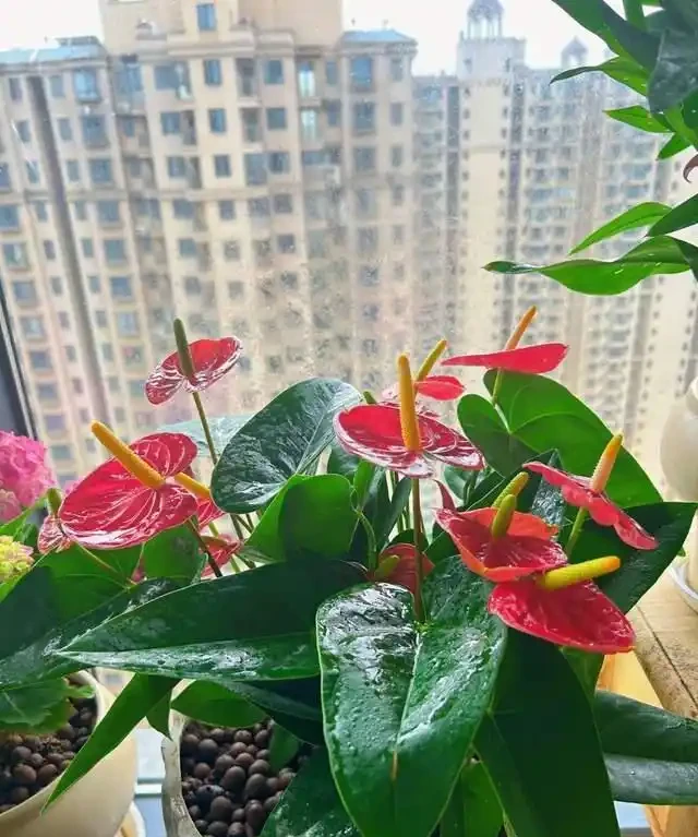 客廳就養這5種「耐陰花」,少光也能養出花海,饞哭鄰居!