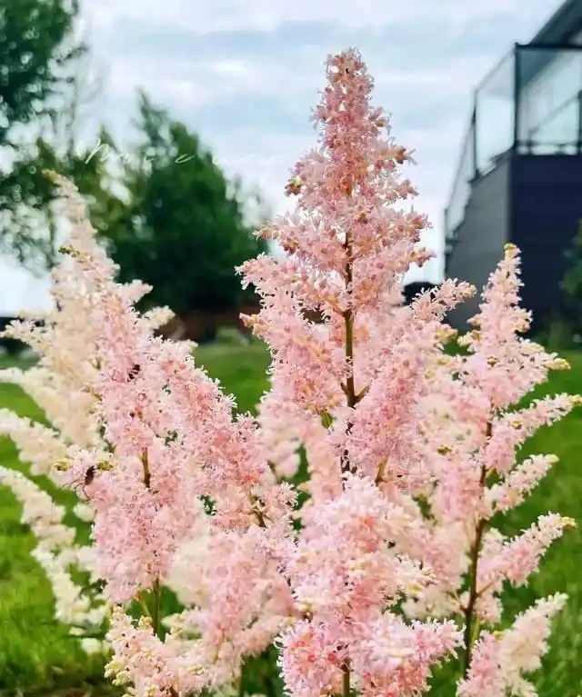 客廳就養這5種「耐陰花」,少光也能養出花海,饞哭鄰居!