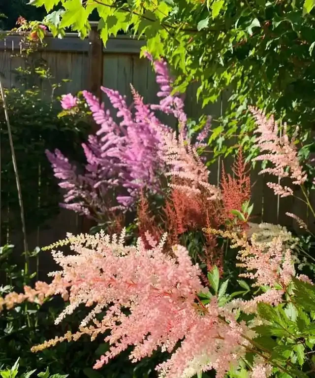 客廳就養這5種「耐陰花」,少光也能養出花海,饞哭鄰居!