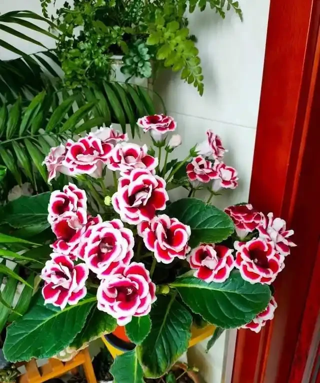 客廳就養這5種「耐陰花」,少光也能養出花海,饞哭鄰居!