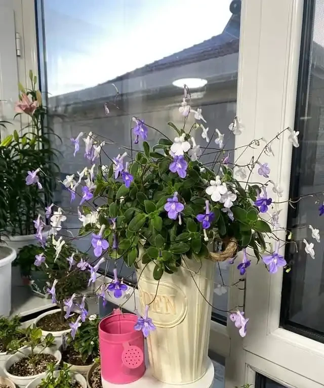 客廳就養這5種「耐陰花」,少光也能養出花海,饞哭鄰居!