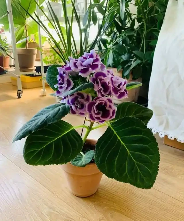 客廳就養這5種「耐陰花」,少光也能養出花海,饞哭鄰居!