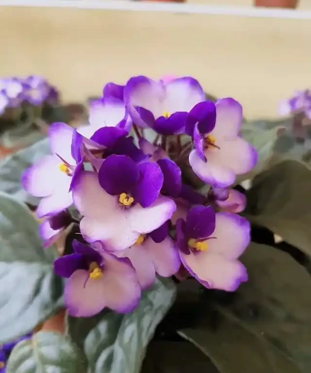 客廳就養這5種「耐陰花」,少光也能養出花海,饞哭鄰居!