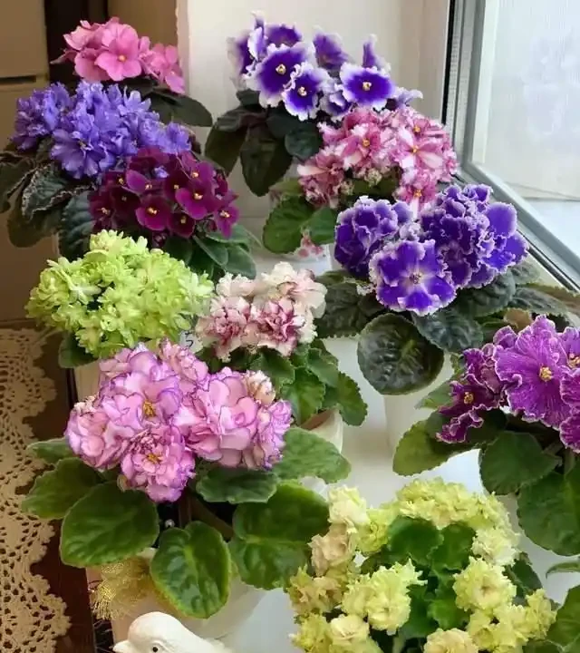 客廳就養這5種「耐陰花」,少光也能養出花海,饞哭鄰居!