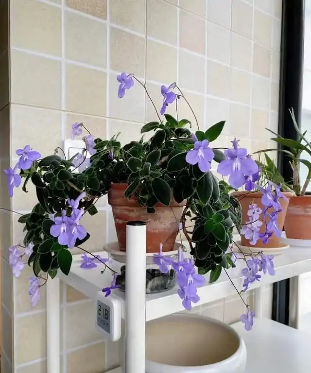 客廳就養這5種「耐陰花」,少光也能養出花海,饞哭鄰居!
