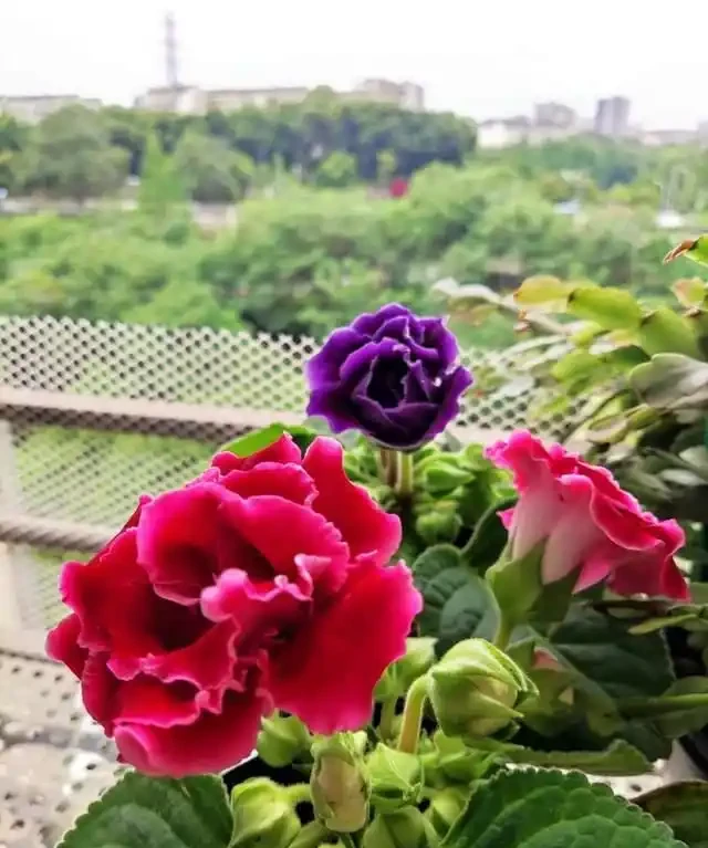 客廳就養這5種「耐陰花」,少光也能養出花海,饞哭鄰居!