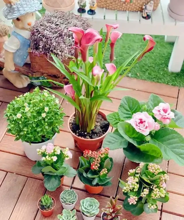 客廳就養這5種「耐陰花」,少光也能養出花海,饞哭鄰居!
