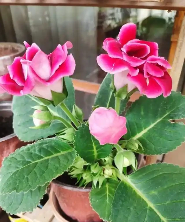客廳就養這5種「耐陰花」,少光也能養出花海,饞哭鄰居!