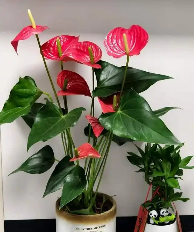 客廳就養這5種「耐陰花」,少光也能養出花海,饞哭鄰居!
