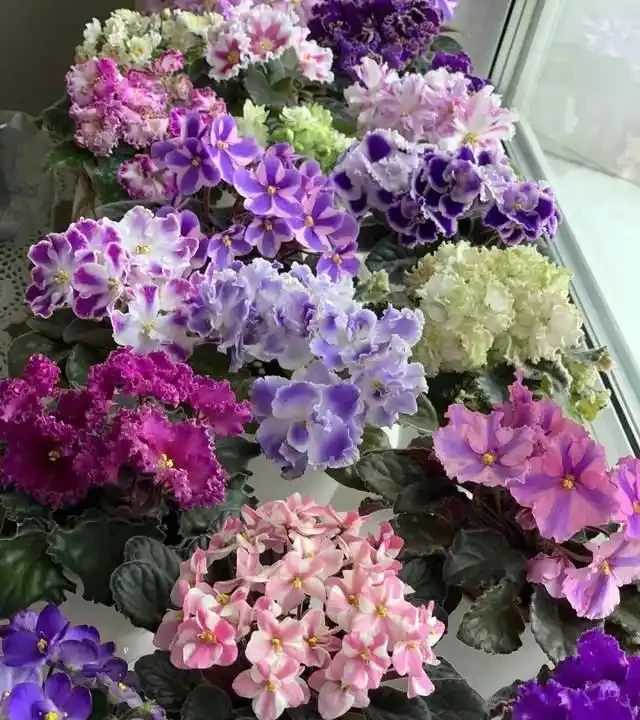 客廳就養這5種「耐陰花」,少光也能養出花海,饞哭鄰居!