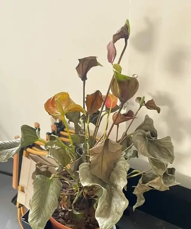 客廳就養這5種「耐陰花」,少光也能養出花海,饞哭鄰居!