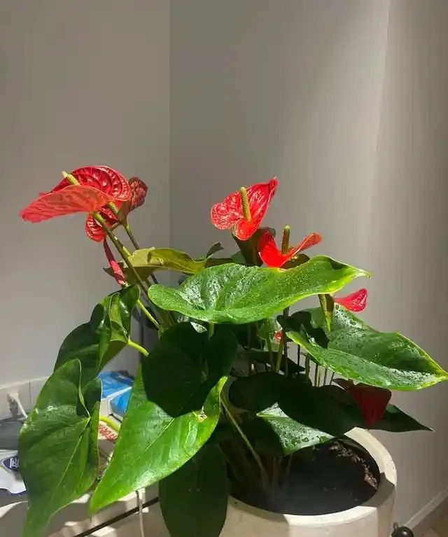 客廳就養這5種「耐陰花」,少光也能養出花海,饞哭鄰居!