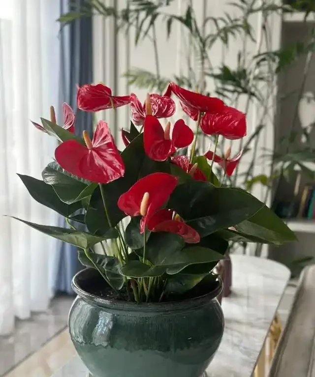 客廳就養這5種「耐陰花」,少光也能養出花海,饞哭鄰居!