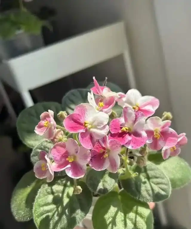 客廳就養這5種「耐陰花」,少光也能養出花海,饞哭鄰居!