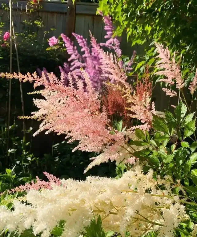客廳就養這5種「耐陰花」,少光也能養出花海,饞哭鄰居!