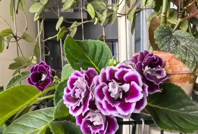 客廳就養這5種「耐陰花」,少光也能養出花海,饞哭鄰居!