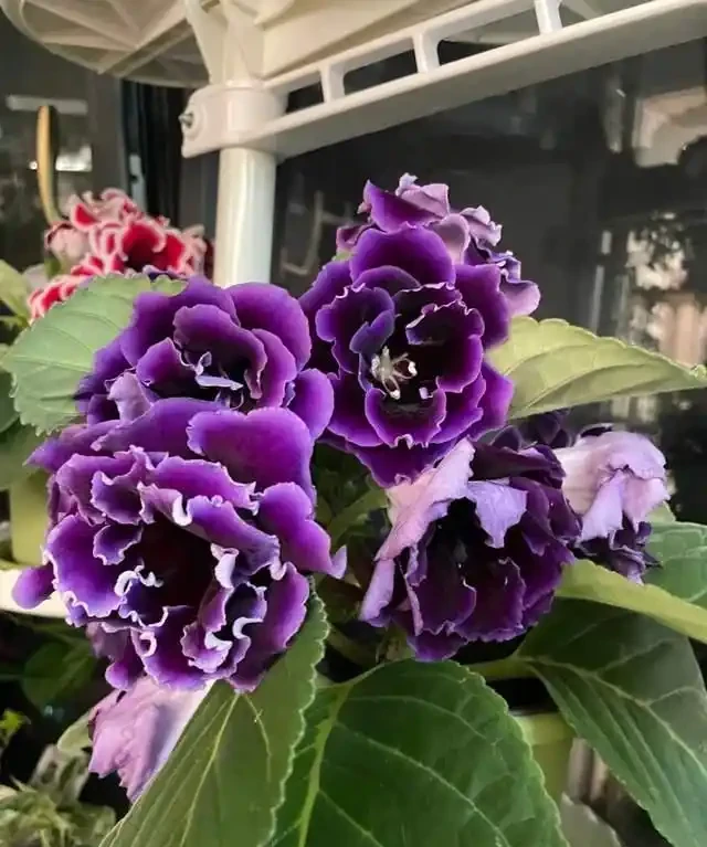 客廳就養這5種「耐陰花」,少光也能養出花海,饞哭鄰居!