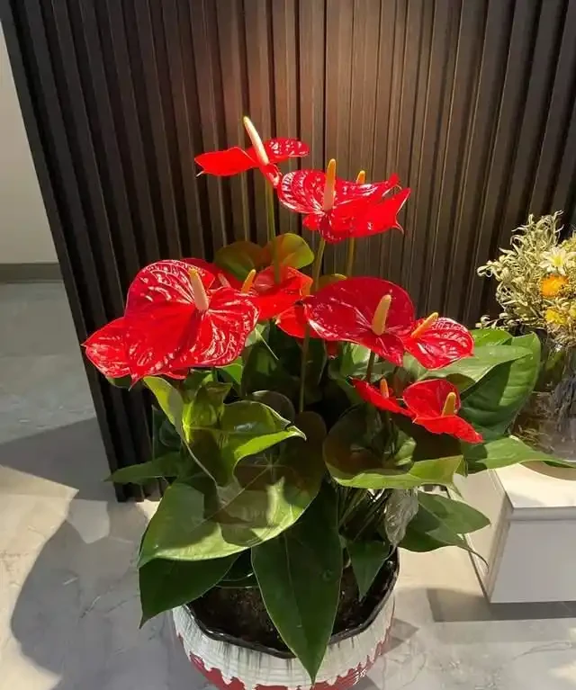 客廳就養這5種「耐陰花」,少光也能養出花海,饞哭鄰居!