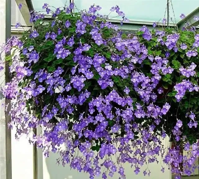 客廳就養這5種「耐陰花」,少光也能養出花海,饞哭鄰居!